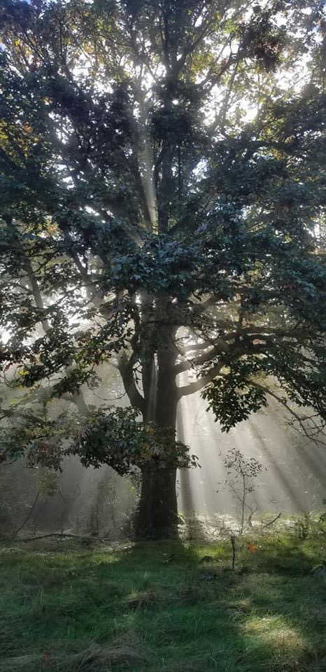 Bennett (Benoit) & Roy (Roi) Family Archives Logo